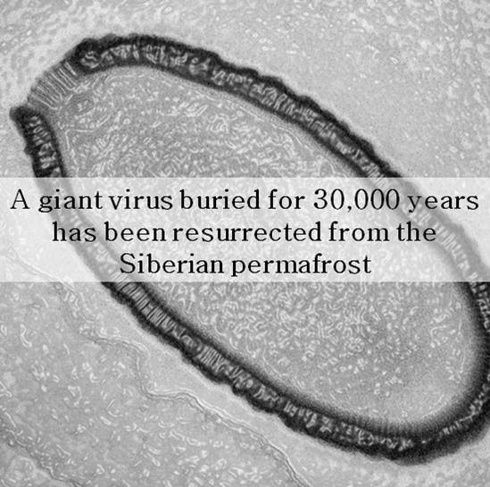 earthstory:  It’s alive! It’s ALIVE!  After 30,000 years, a giant virus has been