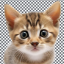 catserotonin