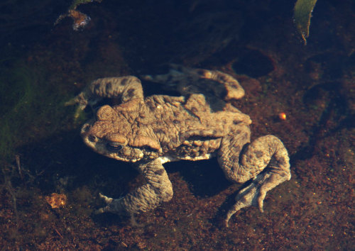 Common toads - Bufo bufo - hanging out in the sunshine at the breeding ponds last Saturday. Video to