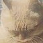 sleepykitty124