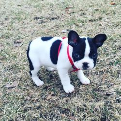 batpigandme:  Hi everyone! My name is Gracie🐶 I am a French bulldog:) I was born 1-2-16. My humans got me 2 days ago and haven’t stopped taking pictures of me! Here is one of me playing in the backyard! #instapuppy #frenchiesofinstagram #frenchiepup