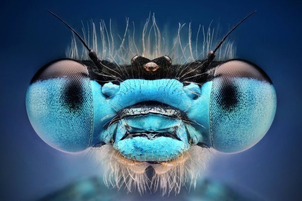 odditiesoflife:  Macro Insect Photography Slovak Photographer Dusan Beno has built