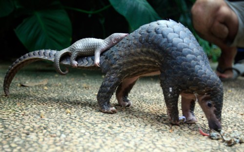 allcreatures:Pangolin and babyPicture: AP Photo/Firdia Lisnawati (via Pictures of the day: 19 June 2