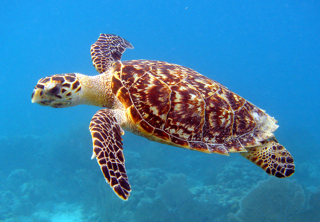 This World Sea Turtle Day, remember you can help sea turtles by avoiding single-use plastics. Every juvenile hawksbill sea turtle examined in this study was either entangled in, or had eaten, plastic.