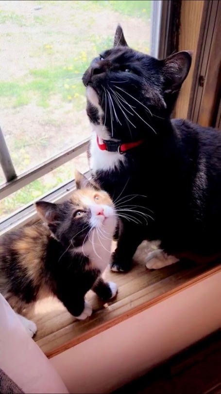 Colleen Ballinger New Kitten