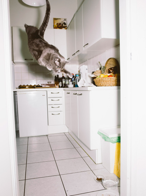 thingstolovefor: “Jumping Cats” by Photographer Daniel Gebhart de Koekkoek Vienna-based photographer Daniel Gebhart de Koekkoek documents the aerobatic prowess of Elli, Flitzie, Nevio and Fiffy. #Love it! 