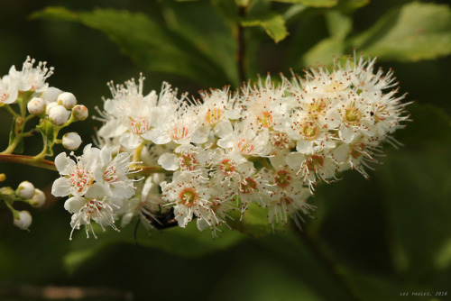 vandaliatraveler:Anyone who believes Appalachia’s summer wildflowers suffer in comparison to the spr