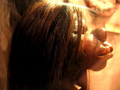 Shuar (a shrunken head) — is a human head that has been processed and prepared removing much flesh and all bone, shrinking it in the process, filled with sand, for ritual use or trade. A shrunken head is a severed and specially prepared human head