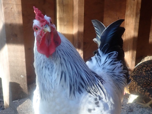 01/11/2020 The mild-mannered accountant fusschicken is having an existential crises. Everything lead