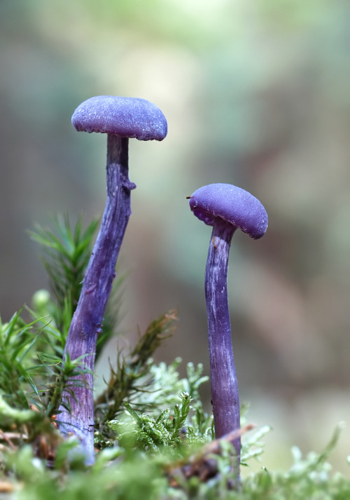 Sex darkling-faerie-witch:  Amethyst Deceiver pictures