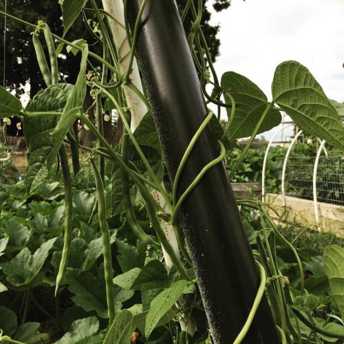 Kentucky long beans are so good! First time we grew them. Great flavor! #veggies #foodie #foods #foo