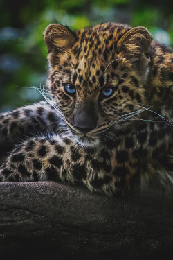 worldfam0us:  Little Blue Eyes | WF 