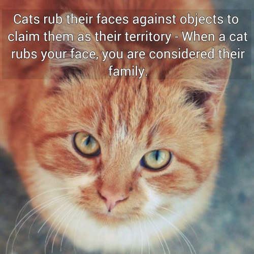 Cats rub their faces against objects to claim them as their territory - When a cat rubs your face, you are considered their family. #fact #cats