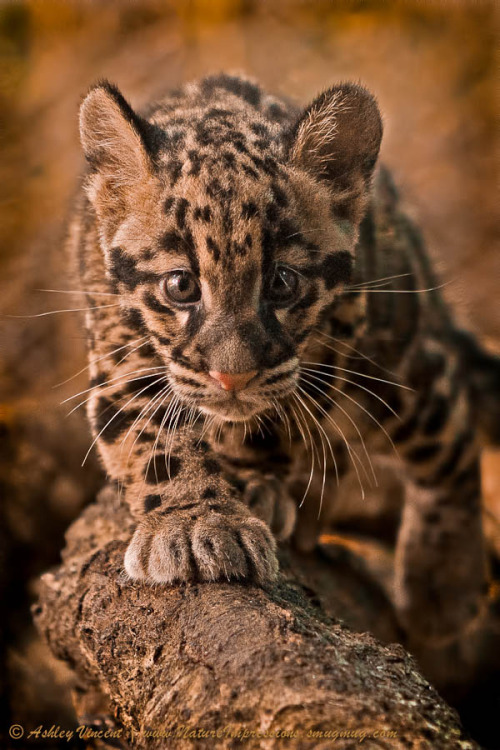 XXX (via 500px / Cautious Advance by Ashley Vincent) photo