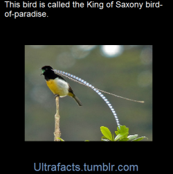 ultrafacts:  The King of Saxony bird-of-paradise (Pteridophora alberti) is a bird in the bird-of-paradise family (Paradisaeidae). It is the only member in the monotypic genus Pteridophora. The adult King of Saxony bird-of-paradise is approximately 22