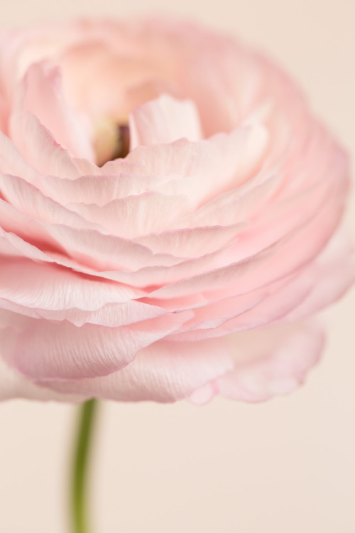 Ranunculus Pink©Botanic Art