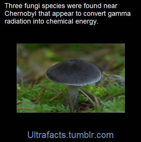 ultrafacts: Source: [x]  Click HERE for more facts 