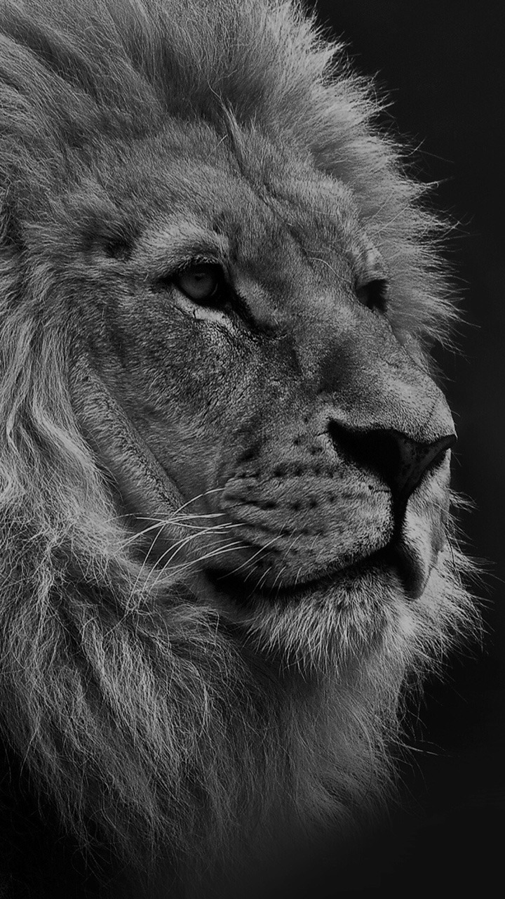 justiphonewallpapers:  What I’ve been using lately