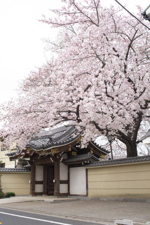 iesuuyr:東京路地裏散歩 谷中の桜 2016年4月1日by Masaki Tokutomi