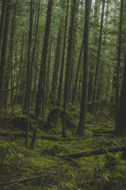 millivedderphotography:  Seabeck, WashingtonFlickr|Facebook|Tumblr