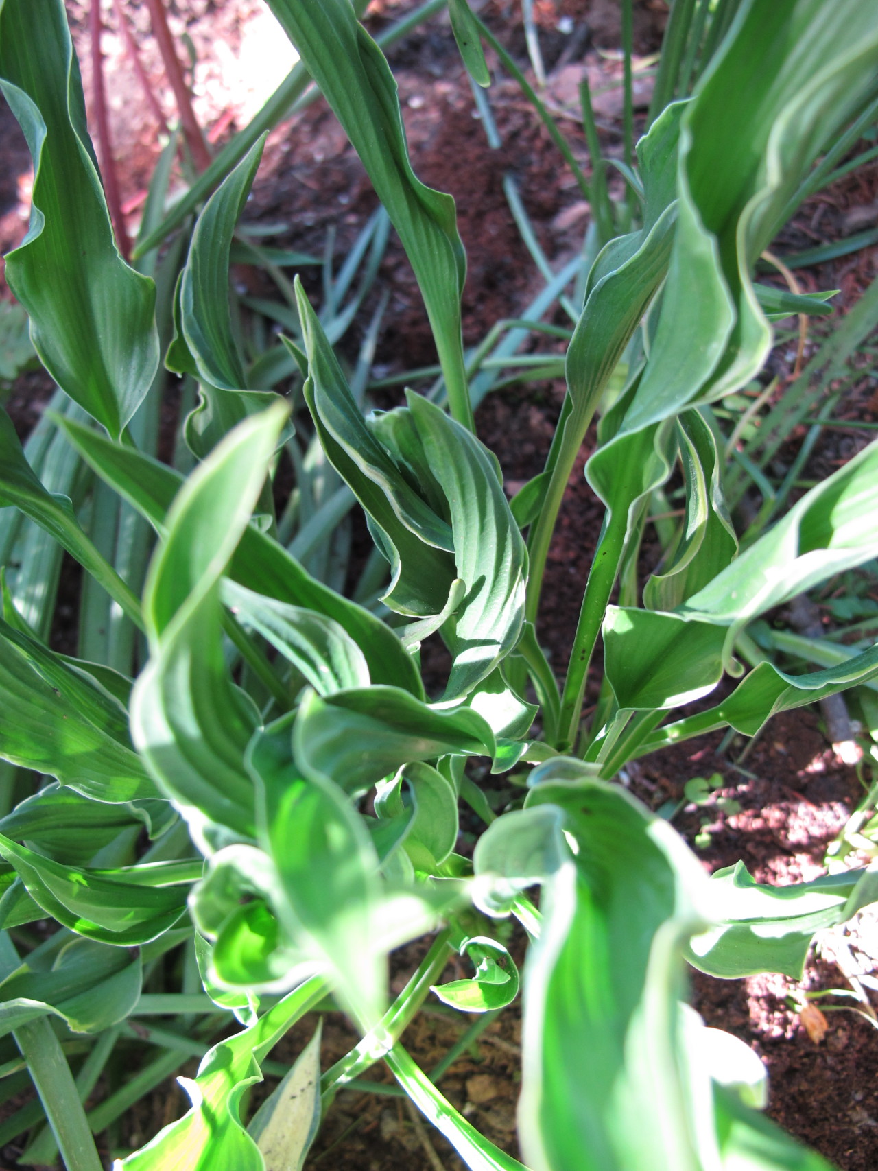 Hosta ‘Praying Hands’