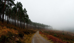 fieldsinireland:Wicklow way by Rusé on Flickr.