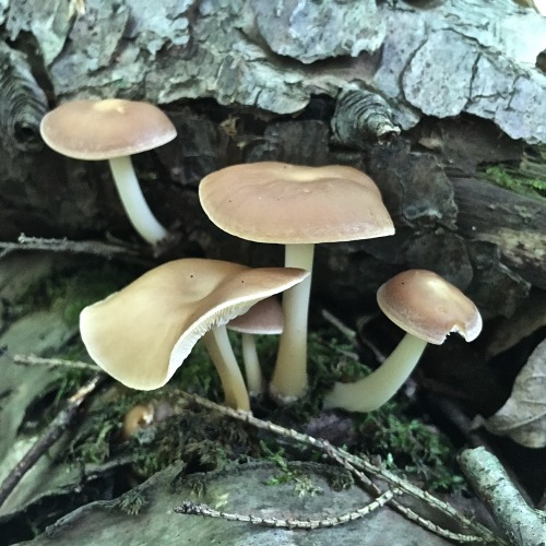 another Catskills mushrooms find