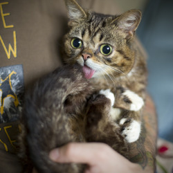 bublog:  Everyone be still. BUB is in an intense staring contest with her tail. 