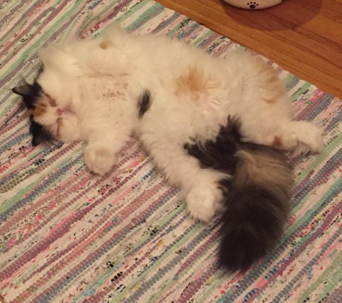 I think I&rsquo;ll just catnap through Monday #sleepingbeauty
