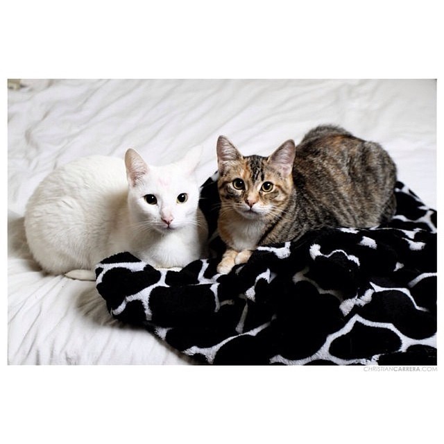 ladiedaisy:  It’s #Caturday! Here’s a dose of cute of Lilo and Lily captured
