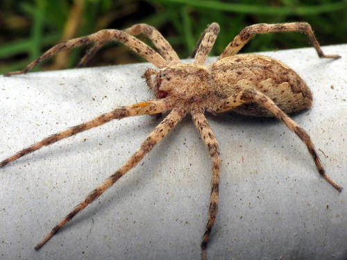 Ginormous nursery web spider (Pisaurina mira). Credit: Unknown