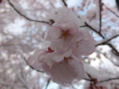 deejayshorty: myampgoesto11: When it snows it blossoms | Crowd-sourced images of cherry blossoms bla
