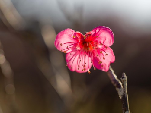 ウメ2021/01/25撮影E-M1 Mk2,60mm,F4.0,ISO200.1/640sec