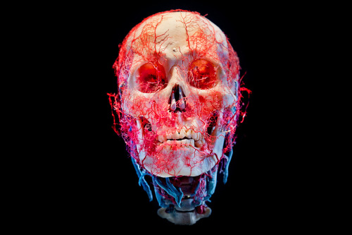The New Cruelty - James Bareham&ldquo;&hellip;a series of still-life images of preserved human skull