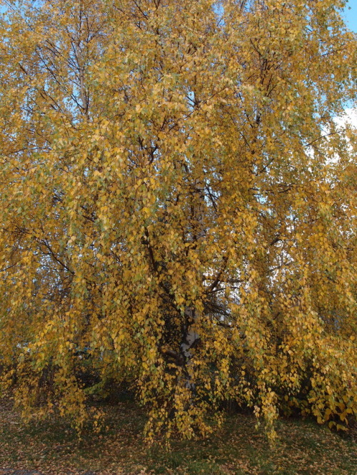 Petula pendula — silver birch