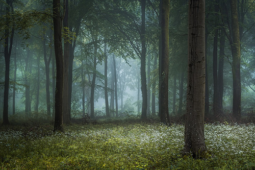 ponderation:Wild Garlic, Spring In The Mist by Leigh Dorey