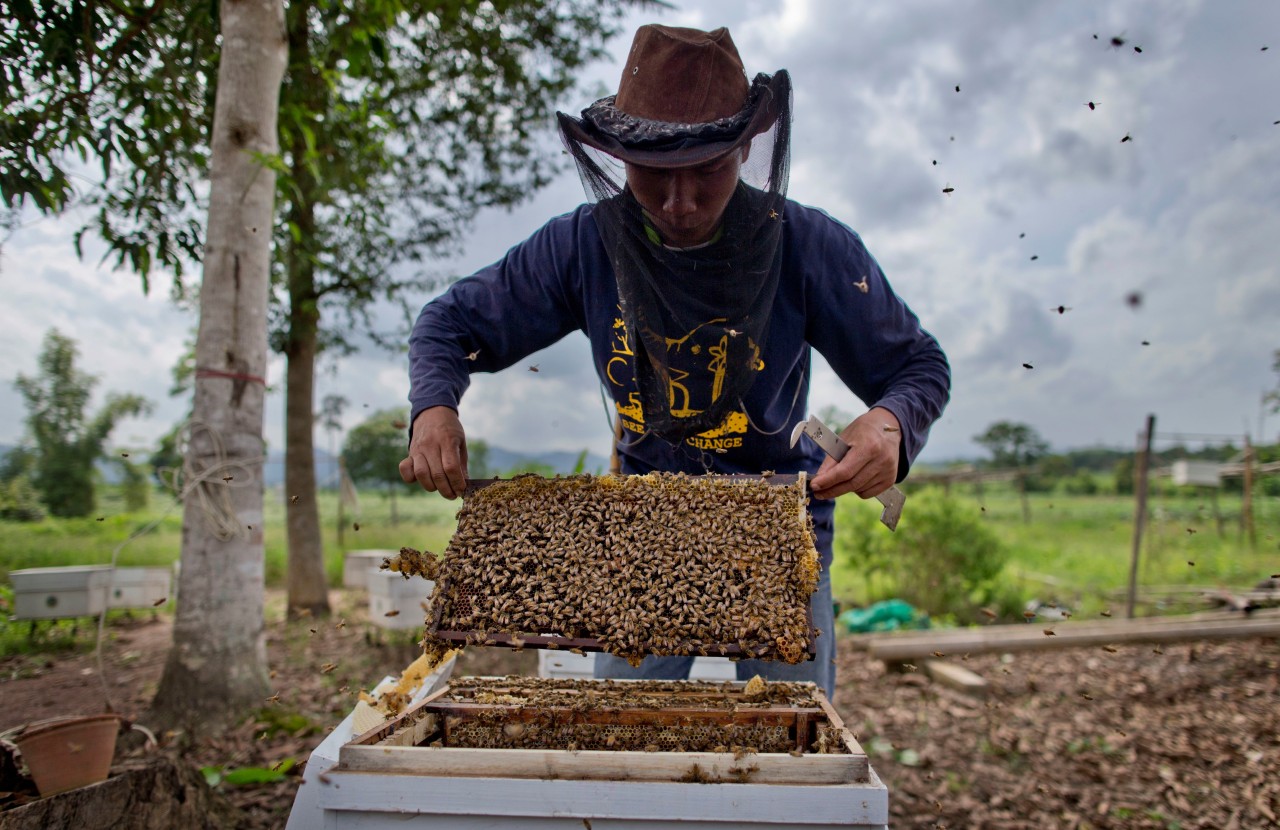 Campesinos tailandeses combaten a elefantes con abejas. Para impedir que los elefantes salvajes arrasen con sus cosechas, varios campesinos en Tailandia colocaron cercas eléctricas, encendieron petardos e incluso cambiaron sus cultivos de piñas a...