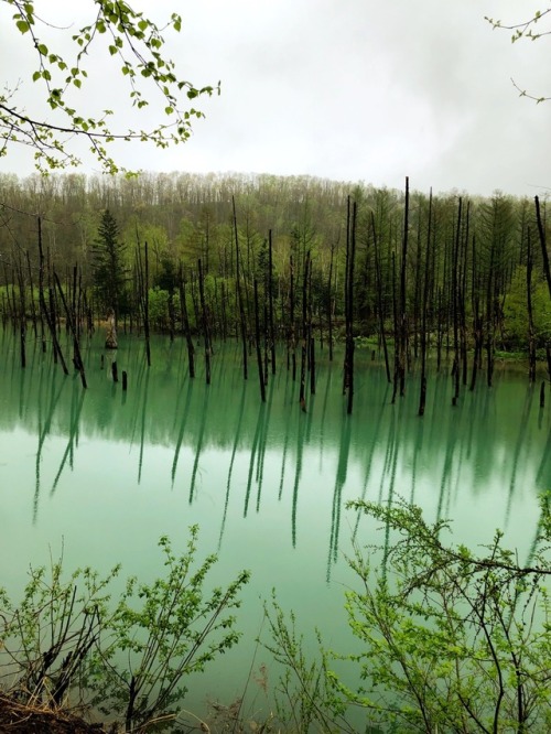 kobaltfoto: Aoiike 青い池 (Blue Pond) - Biel, Hokkaido photo by kobalt