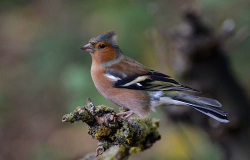 Common Chaffinch (Fringilla coelebs) &gt;&gt;by Dennis Hayhurst 