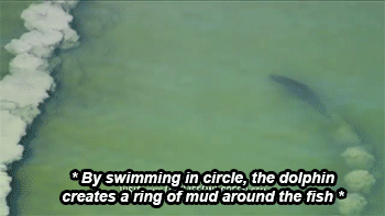 sizvideos:  Dolphins trick fish with mud “nets” - Video 