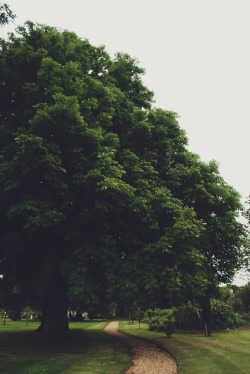 south-england:  Large Tree »» Thomas Hanks        