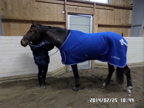 swedishdressage:  Got this fabulous wool rug from my saddle fitter for promotion, so here I am promoting it! I was even thinking of buying her one of these anyway since we have a fairly cold climate and this transports away sweat really well. Plus it