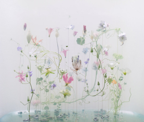 smilezone8: “Underwater Ballet” by Anne Ten Donkelaar An ethereal photo series of delica