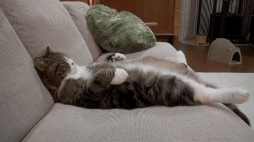 gifsboom:Maru sleeps on the sofa.[video]
