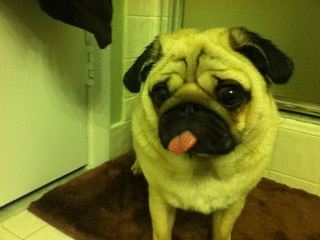 threewordsxxeightletters:  PUGS ♥