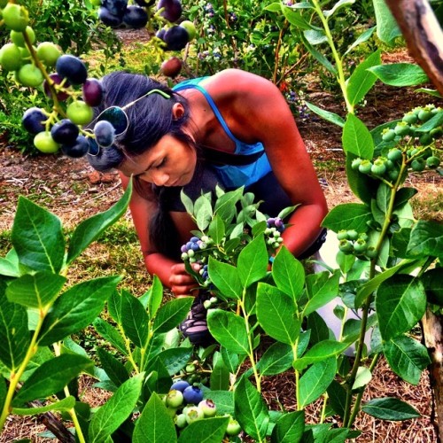 #blueberry picking . Yup, I did this for 2 days. #IspendMyTimeWisely