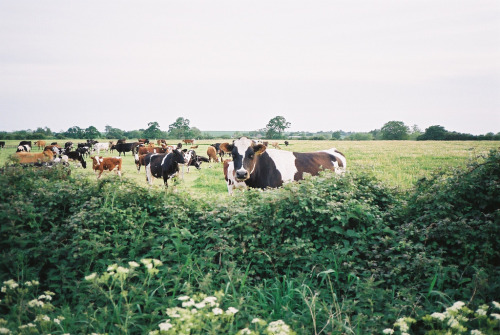 nmsxs: Peek-a-moo by David Nash on Flickr.