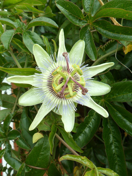 vwcampervan-aldridge:Passion Flower after the petals have fallen, Aldridge, Walsall, EnglandAll Orig