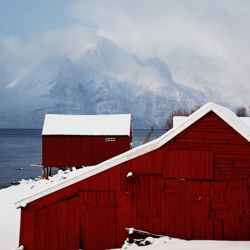 worldwaits:  Red in Winter