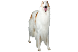 dogjpeg:  dogjpeg:  borzoi  borzoi!